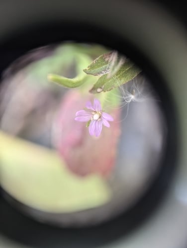Epilobium tetragonum (Square-stalked Willowherb) — photo
