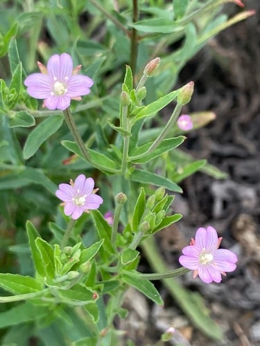Epilobium tetragonum
