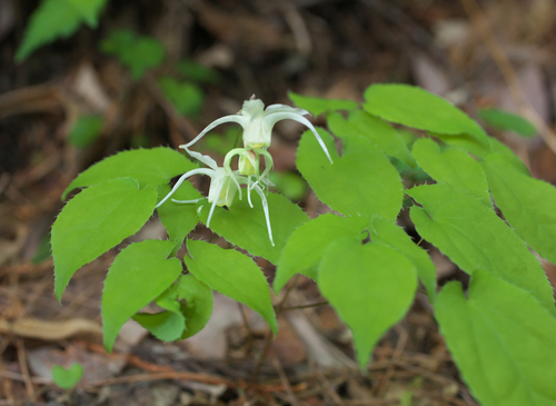 Epimedium grandiflorum (Barrenwort) — photo