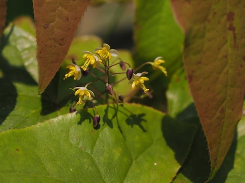 Epimedium sagittatum