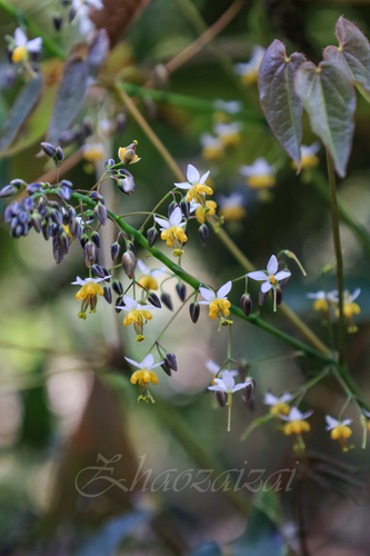 Epimedium sagittatum (Barrenwort) — photo