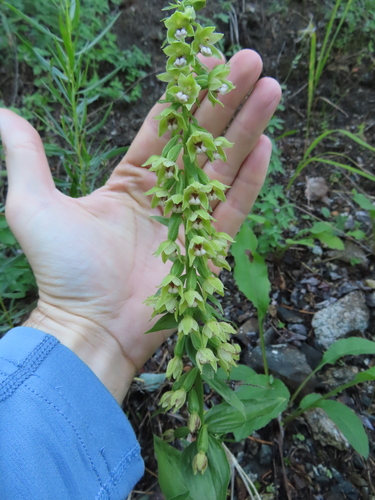 Epipactis persica — photo