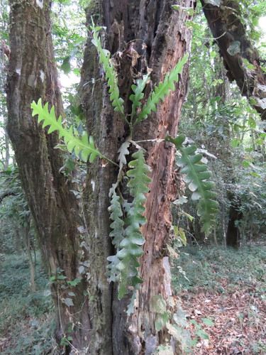Epiphyllum anguliger (Moon cactus) — photo