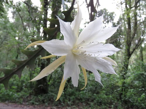 Epiphyllum anguliger