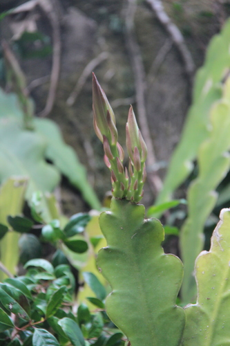 Epiphyllum crenatum — photo