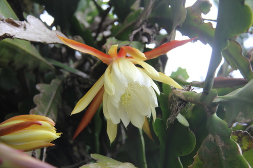 Epiphyllum crenatum — photo