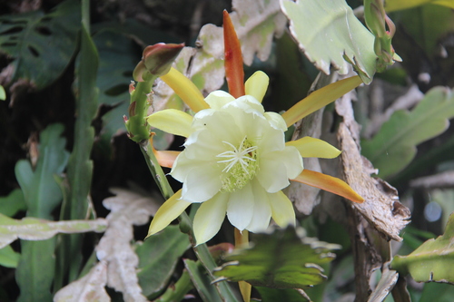 Epiphyllum crenatum