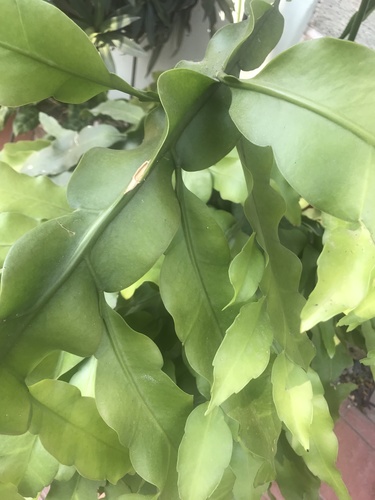Epiphyllum oxypetalum (Dutchman's pipe cactus) — photo