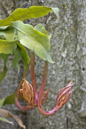 Epiphyllum oxypetalum (Dutchman's pipe cactus) — photo