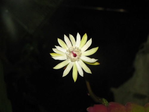 Epiphyllum phyllanthus (Alligator tail) — photo