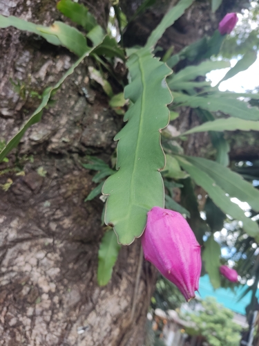 Epiphyllum phyllanthus (Alligator tail) — photo