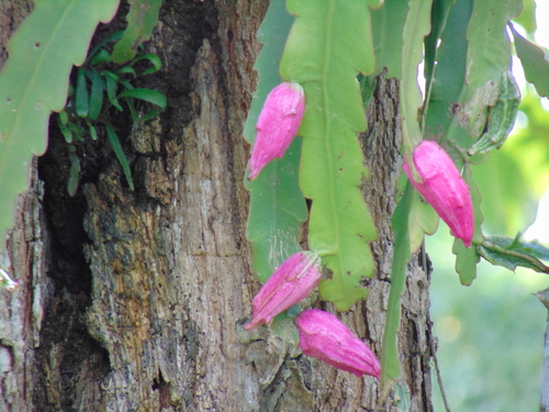 Epiphyllum phyllanthus