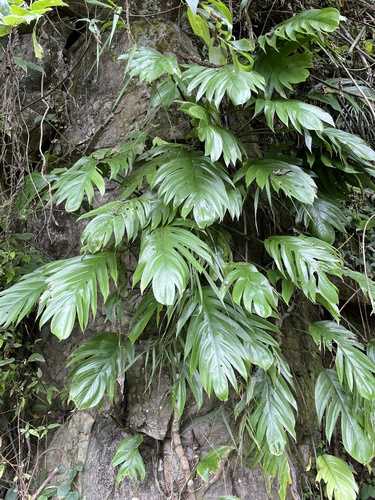 Epipremnum pinnatum (False Monsteriosa) — photo