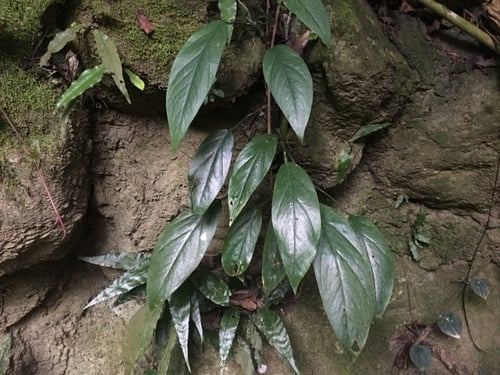 Epipremnum pinnatum (False Monsteriosa) — photo
