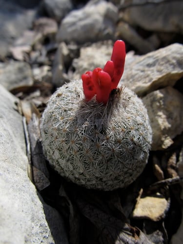 Epithelantha micromeris (Common button cactus) — photo