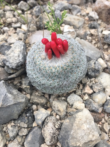 Epithelantha micromeris (Common button cactus) — photo