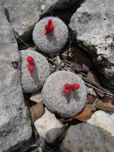 Epithelantha micromeris