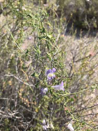 Epixiphium wislizeni (Balloonbush) — photo