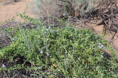 Epixiphium wislizeni (Balloonbush) — photo