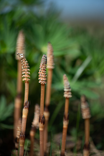 Equisetum arvense (Field horsetail) — photo