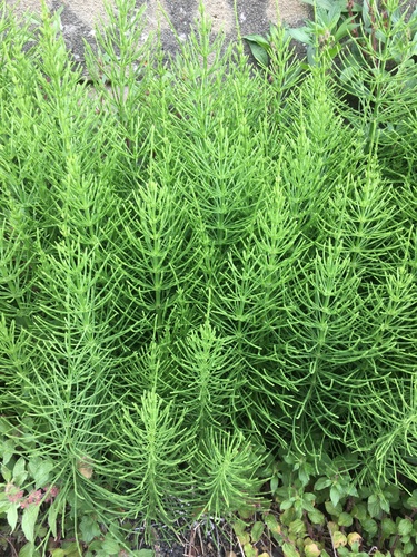 Equisetum arvense (Field horsetail) — photo
