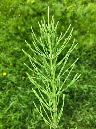 Equisetaceae