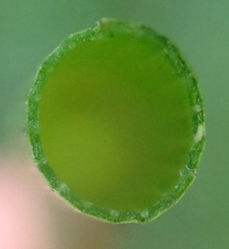 Equisetum fluviatile (Swamp horsetail) — photo