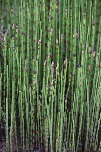 Equisetum fluviatile (Swamp horsetail) — photo