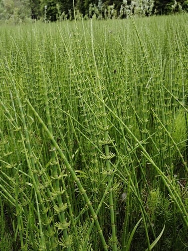 Equisetum fluviatile