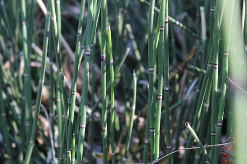 Equisetum hyemale (Dutch rush) — photo