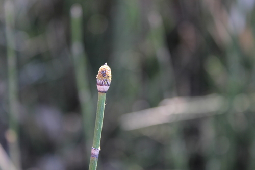 Equisetum hyemale (Dutch rush) — photo