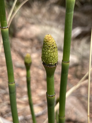 Equisetum laevigatum (Smooth horsetail) — photo