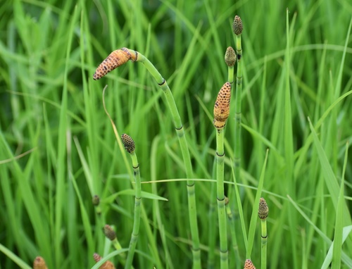 Equisetum laevigatum (Smooth horsetail) — photo