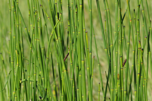 Equisetum laevigatum