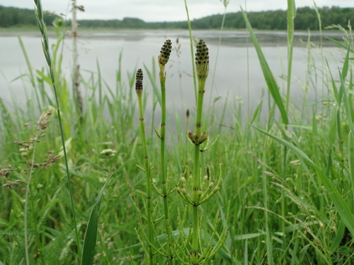 Equisetum palustre — photo