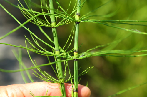 Equisetum palustre — photo