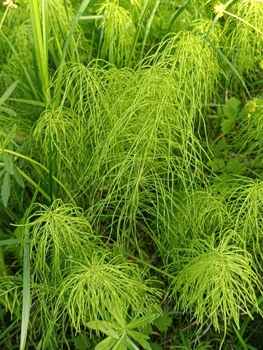 Equisetum pratense (Meadow horsetail) — photo