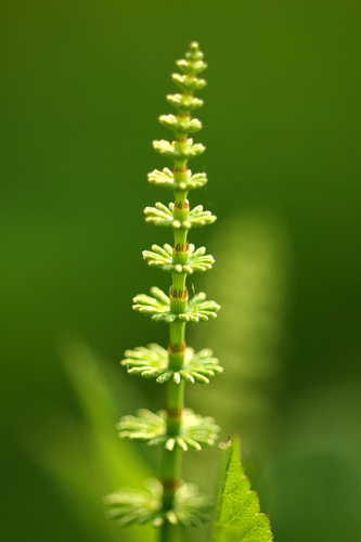 Equisetum pratense (Meadow horsetail) — photo