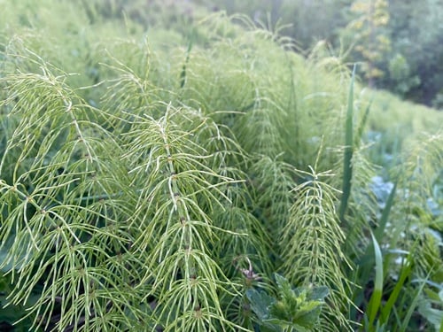 Equisetum pratense