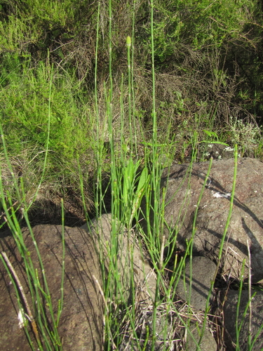 Equisetum ramosissimum — photo