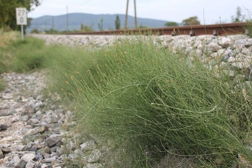 Equisetum ramosissimum — photo