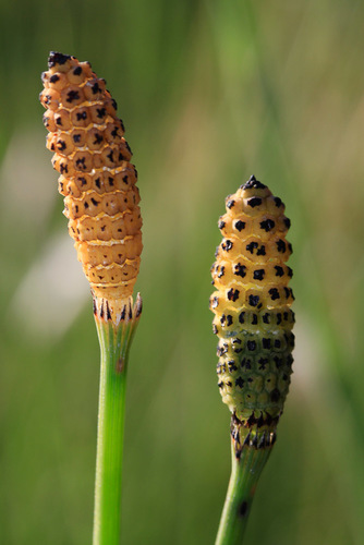 Equisetum ramosissimum subsp. debile — photo