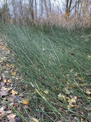 Equisetum ramosissimum subsp. debile — photo
