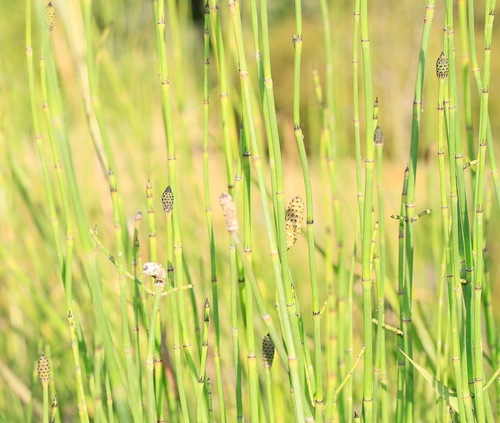 Equisetum ramosissimum subsp. debile
