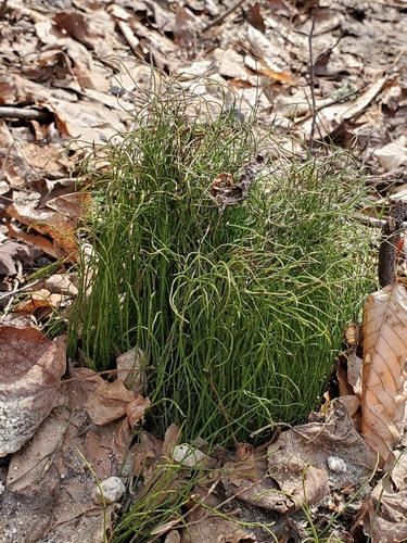 Equisetum scirpoides — photo