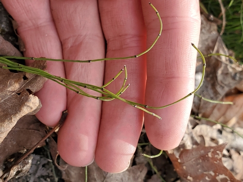 Equisetum scirpoides — photo