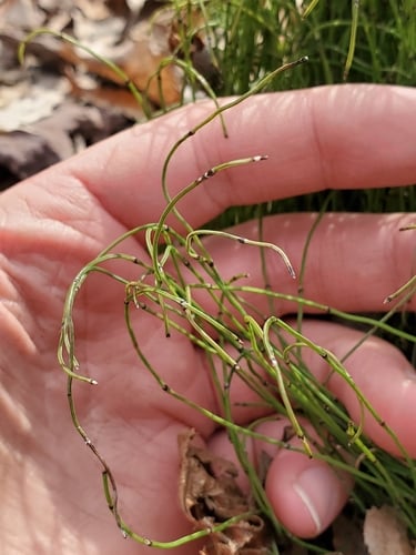 Equisetum scirpoides
