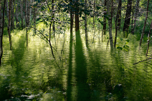 Equisetum sylvaticum (Wood horsetail) — photo