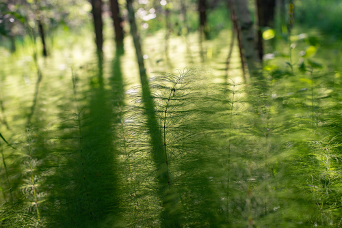 Equisetum sylvaticum (Wood horsetail) — photo