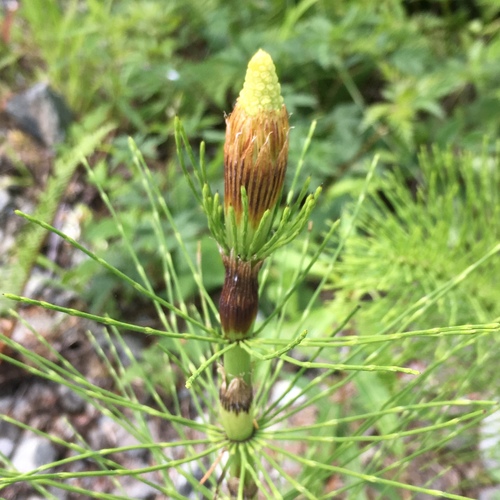 Equisetum telmateia (Giant horsetail) — photo